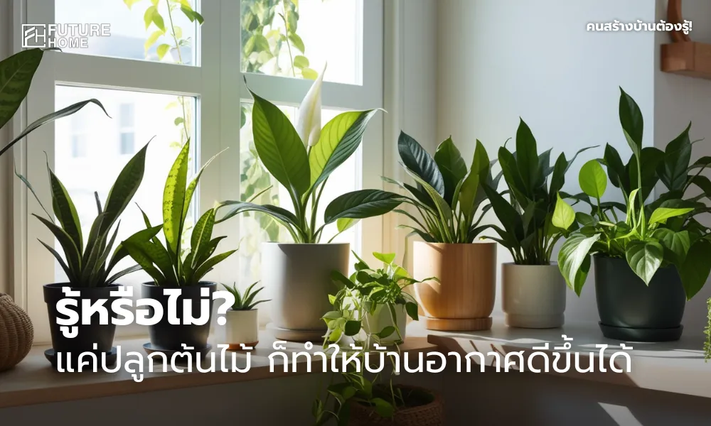 ห้องในบ้านที่ดูอบอุ่นและเงียบสงบ มีต้นไม้ฟอกอากาศวางประดับ เช่น ลิ้นมังกร เดหลี พลูด่าง และยางอินเดีย แสงธรรมชาติส่องเข้ามาทางหน้าต่าง สื่อถึงบรรยากาศบ้านที่อากาศดีและน่าอยู่